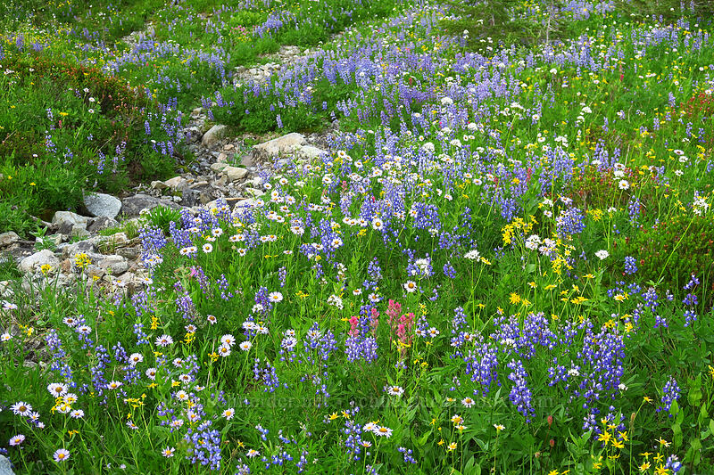 wildflowers (Lupinus latifolius, Erigeron glacialis var. glacialis, Senecio triangularis, Arnica sp., Castilleja parviflora var. oreopola) [Pacific Crest Trail, William O. Douglas Wilderness, Yakima County, Washington]