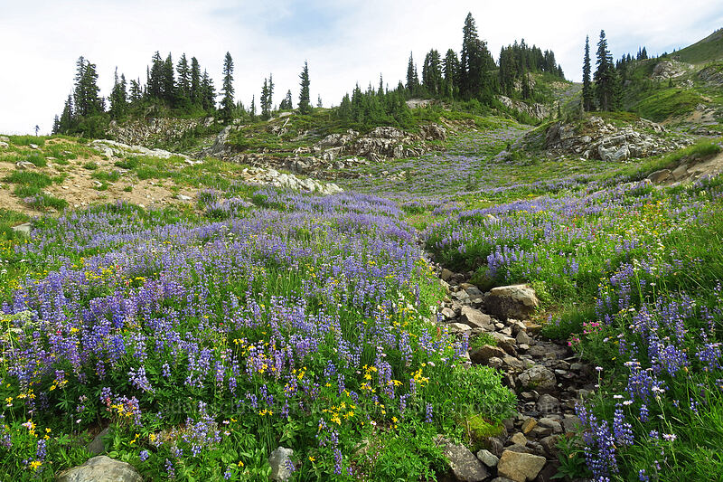 wildflowers (Lupinus latifolius, Arnica sp., Erigeron glacialis var. glacialis, Bistorta bistortoides (Polygonum bistortoides), Erythranthe lewisii (Mimulus lewisii)) [Pacific Crest Trail, William O. Douglas Wilderness, Yakima County, Washington]