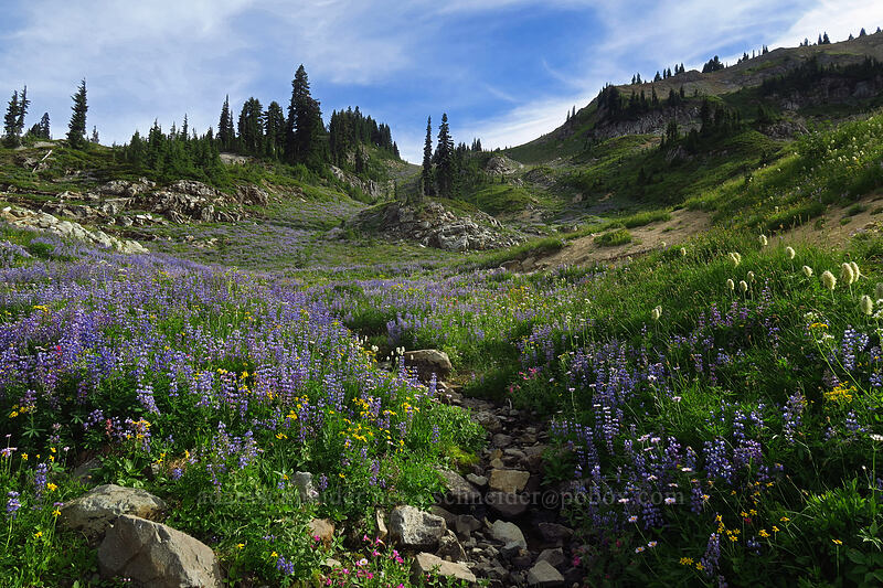 wildflowers (Lupinus latifolius, Arnica sp., Anemone occidentalis (Pulsatilla occidentalis), Erigeron glacialis var. glacialis, Bistorta bistortoides (Polygonum bistortoides)) [Pacific Crest Trail, William O. Douglas Wilderness, Yakima County, Washington]