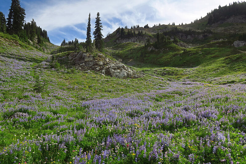 wildflowers (Lupinus latifolius, Bistorta bistortoides (Polygonum bistortoides), Arnica sp., Erigeron glacialis var. glacialis) [Pacific Crest Trail, William O. Douglas Wilderness, Yakima County, Washington]