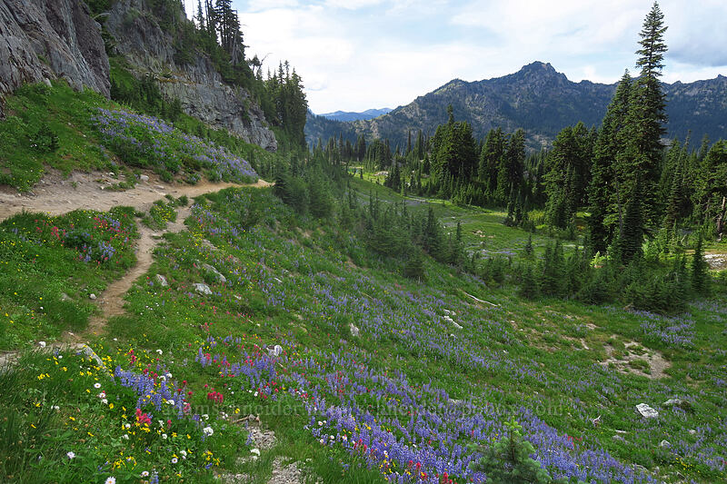 wildflowers (Lupinus latifolius, Castilleja parviflora var. oreopola, Arnica sp., Erigeron glacialis var. glacialis) [Pacific Crest Trail, William O. Douglas Wilderness, Yakima County, Washington]