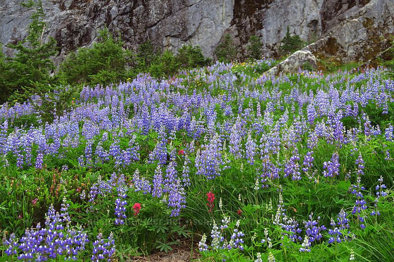 lupines (Lupinus latifolius) [Pacific Crest Trail, William O. Douglas Wilderness, Yakima County, Washington]