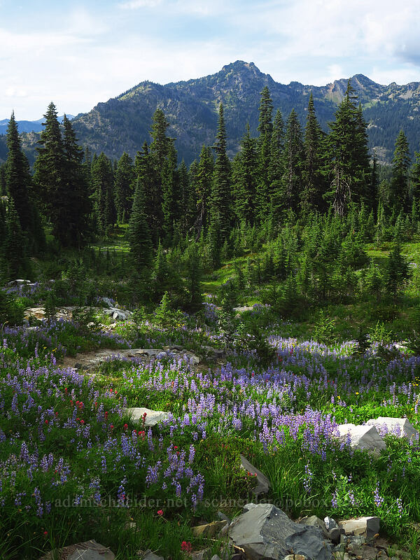 wildflowers (Lupinus latifolius, Castilleja parviflora var. oreopola, Erigeron glacialis var. glacialis) [Pacific Crest Trail, William O. Douglas Wilderness, Yakima County, Washington]
