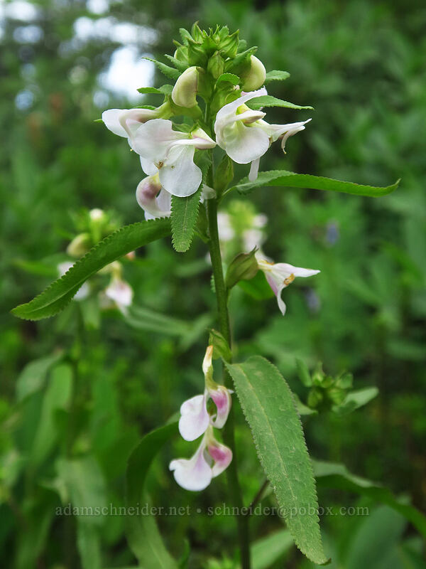 sickle-top lousewort (Pedicularis racemosa) [Pacific Crest Trail, William O. Douglas Wilderness, Yakima County, Washington]