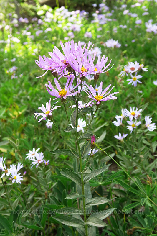 unusually pink Cascade asters (Doellingeria ledophylla (Eucephalus ledophyllus) (Aster ledophyllus)) [Pacific Crest Trail, Mount Rainier National Park, Yakima County, Washington]