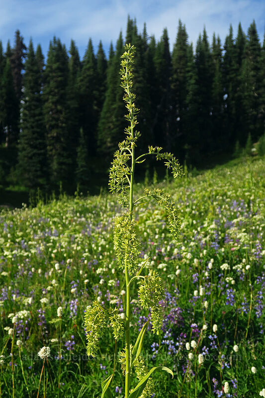 green corn lily (Veratrum viride var. eschscholtzianum (Veratrum eschscholtzii)) [Naches Peak Loop Trail, Mount Rainier National Park, Pierce County, Washington]
