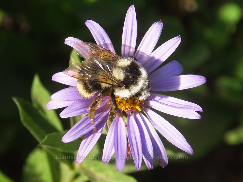 nearctic bumblebee on Cascade aster (Bombus vancouverensis nearcticus, Doellingeria ledophylla (Eucephalus ledophyllus) (Aster ledophyllus)) [Naches Peak Loop Trail, Mount Rainier National Park, Pierce County, Washington]