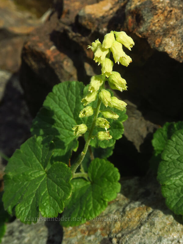 fuzzy elmera (yellow coral-bells) (Elmera racemosa) [Naches Peak, Mount Rainier National Park, Pierce County, Washington]