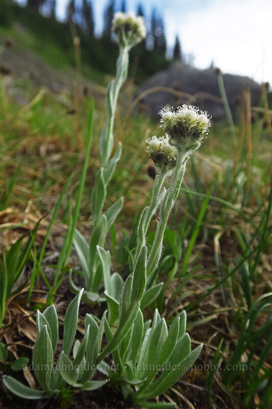 woolly pussy-toes (Antennaria lanata) [Naches Peak, Mount Rainier National Park, Pierce County, Washington]