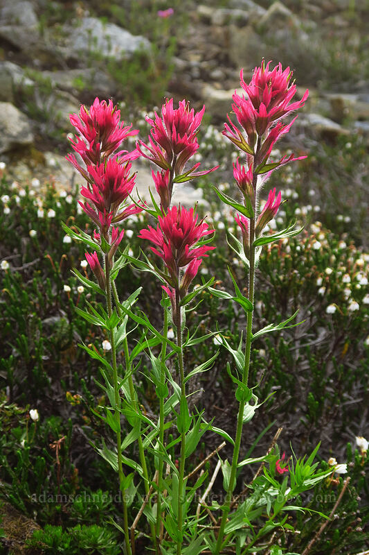 magenta paintbrush & white mountain heather (Castilleja parviflora var. oreopola, Cassiope mertensiana) [Naches Peak, Mount Rainier National Park, Pierce County, Washington]