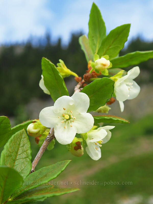 white rhododendron (Rhododendron albiflorum) [Naches Peak, Mount Rainier National Park, Pierce County, Washington]