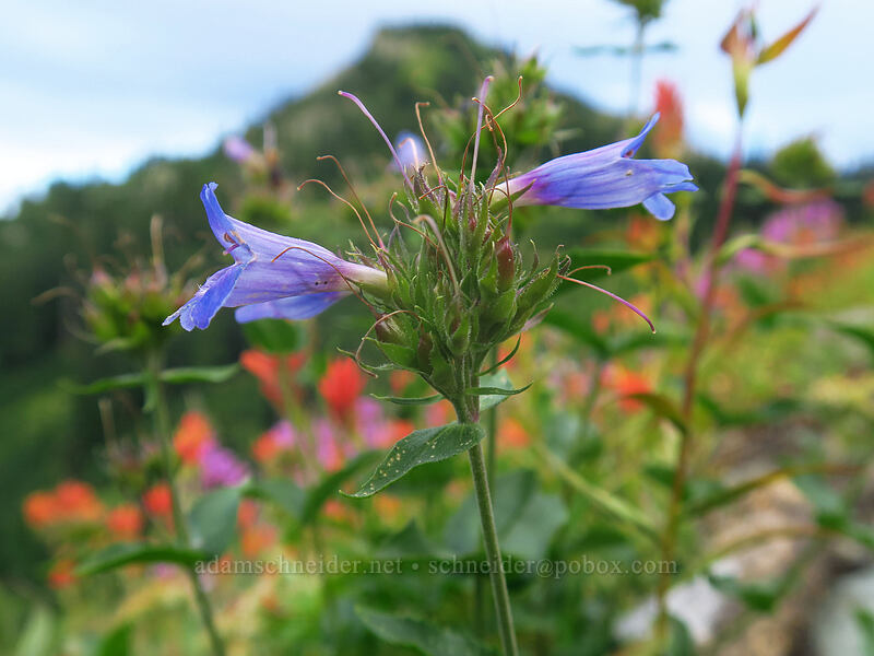 Cascade penstemon (Penstemon serrulatus) [Chinook Pass, Okanogan-Wenatchee National Forest, Yakima County, Washington]