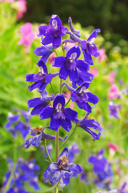 larkspur (Delphinium sp.) [Chinook Pass, Okanogan-Wenatchee National Forest, Yakima County, Washington]