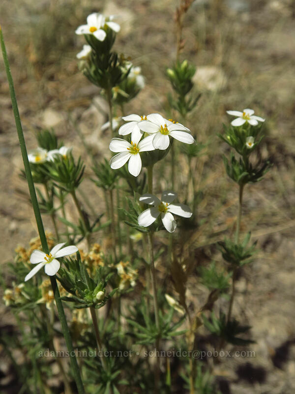 Nuttall's linanthus (Leptosiphon nuttallii ssp. pubescens (Linanthus nuttallii ssp. pubescens)) [North Lake Road, Inyo National Forest, Inyo County, California]