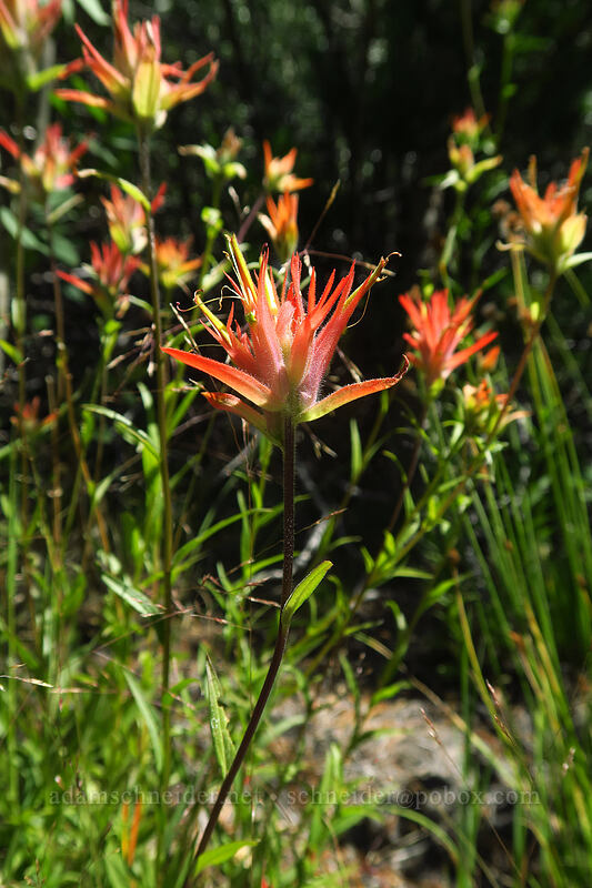 scarlet paintbrush (Castilleja miniata) [North Lake, Inyo National Forest, Inyo County, California]