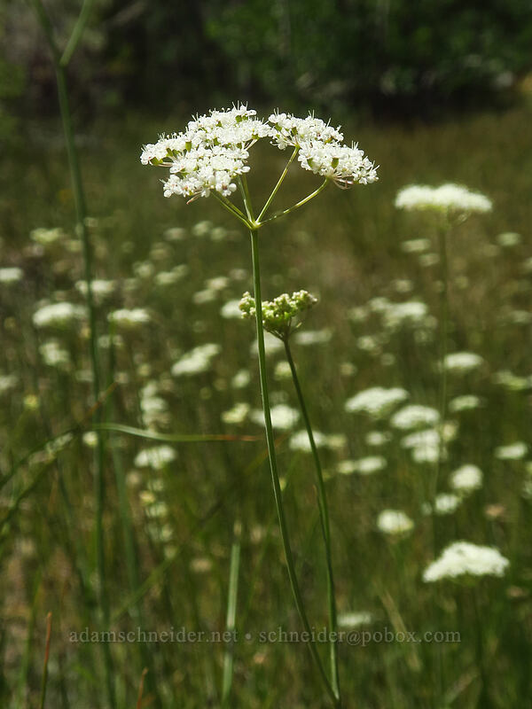 Parish's yampah (Perideridia parishii) [North Lake Road, Inyo National Forest, Inyo County, California]