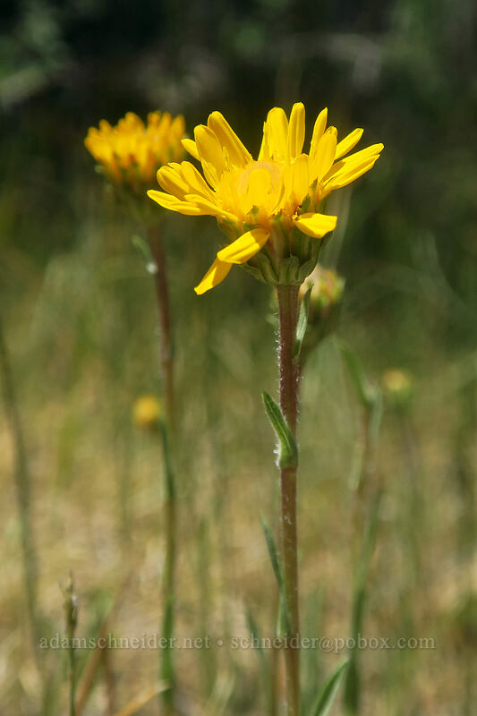 alpine-flames (Pyrrocoma apargioides (Haplopappus apargioides)) [North Lake Road, Inyo National Forest, Inyo County, California]