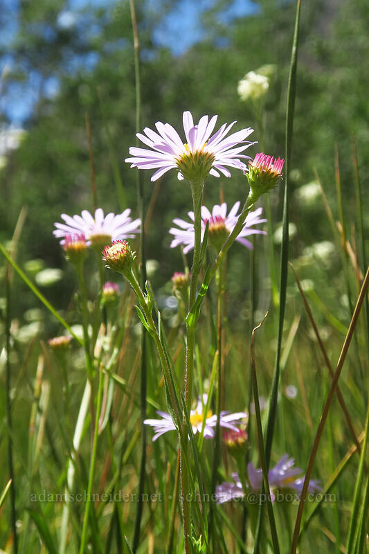 western long-leaf asters (Symphyotrichum ascendens (Aster ascendens)) [North Lake Road, Inyo National Forest, Inyo County, California]