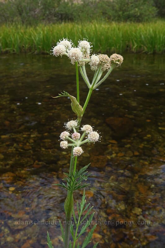 ranger's buttons (Sphenosciadium capitellatum (Angelica capitellata)) [Little Lakes Valley Trailhead, Inyo National Forest, Inyo County, California]