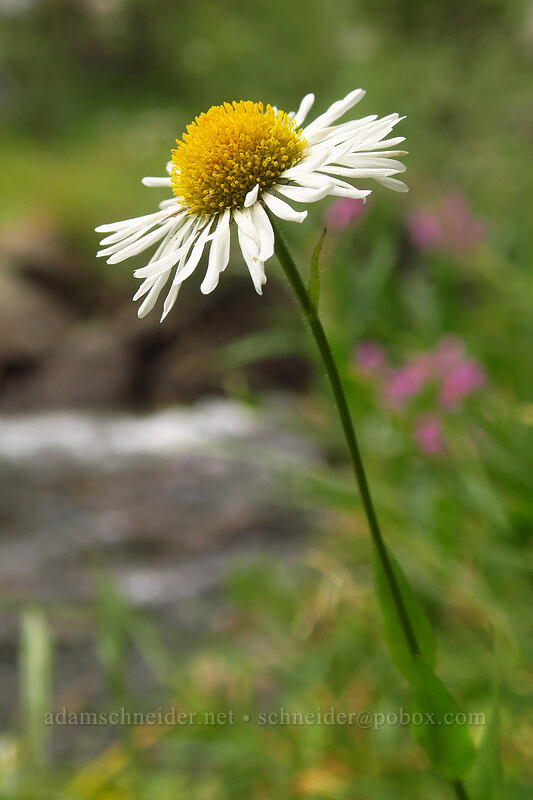 large mountain (Coulter's) fleabane (Erigeron coulteri) [Eastern Brook Lakes Trail, John Muir Wilderness, Inyo County, California]