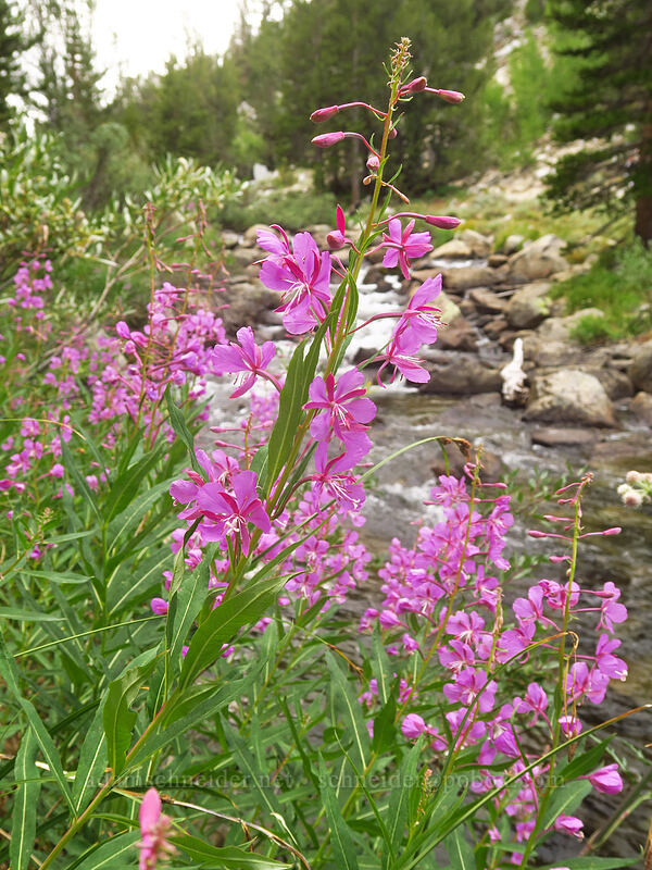 fireweed (Chamerion angustifolium (Chamaenerion angustifolium) (Epilobium angustifolium)) [Eastern Brook Lakes Trail, John Muir Wilderness, Inyo County, California]