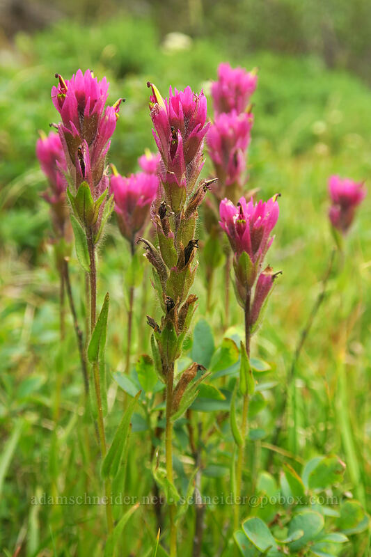 Lemmon's paintbrush (Castilleja lemmonii) [Eastern Brook Lakes Trail, John Muir Wilderness, Inyo County, California]