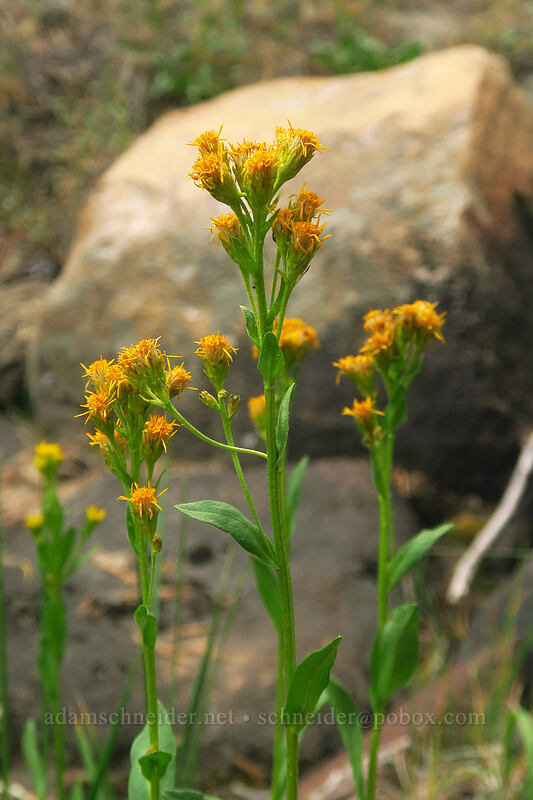 northern goldenrod (Solidago multiradiata) [Eastern Brook Lakes Trail, John Muir Wilderness, Inyo County, California]