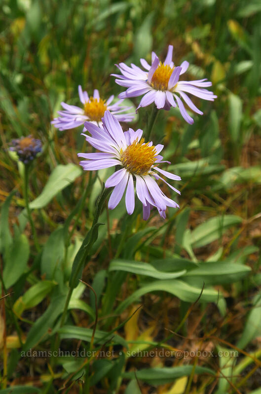 western mountain aster (Symphyotrichum spathulatum (Aster occidentalis)) [Eastern Brook Lakes Trail, John Muir Wilderness, Inyo County, California]