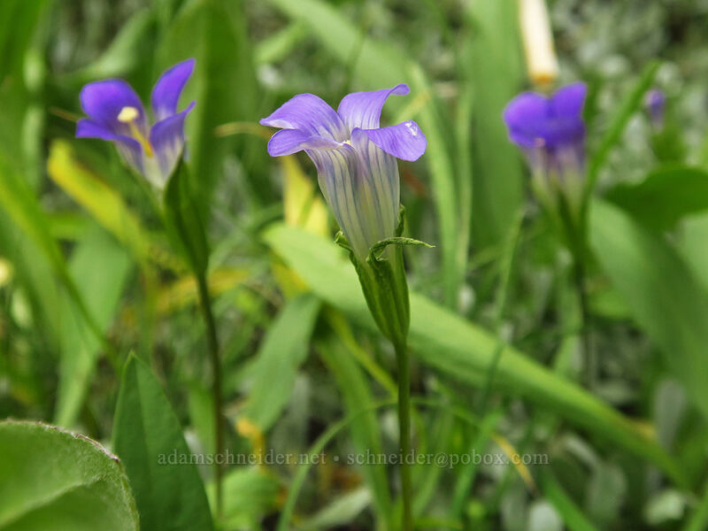 Sierra gentian (Gentianopsis holopetala (Gentiana holopetala)) [Eastern Brook Lakes Trail, John Muir Wilderness, Inyo County, California]