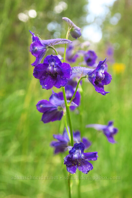 mountain marsh larkspur (Delphinium polycladon) [Eastern Brook Lakes Trail, John Muir Wilderness, Inyo County, California]
