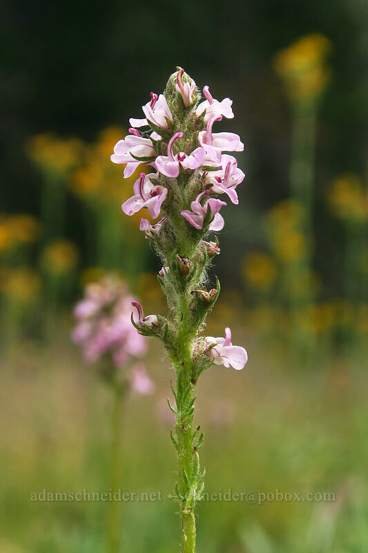 little elephant's-head lousewort (Pedicularis attollens) [Eastern Brook Lakes Trail, John Muir Wilderness, Inyo County, California]