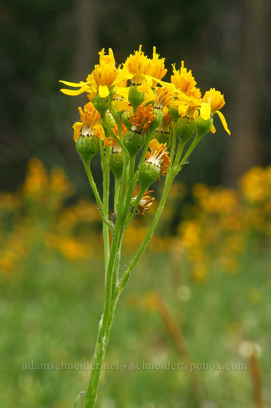 Sierra ragwort (Senecio scorzonella) [Eastern Brook Lakes Trail, John Muir Wilderness, Inyo County, California]