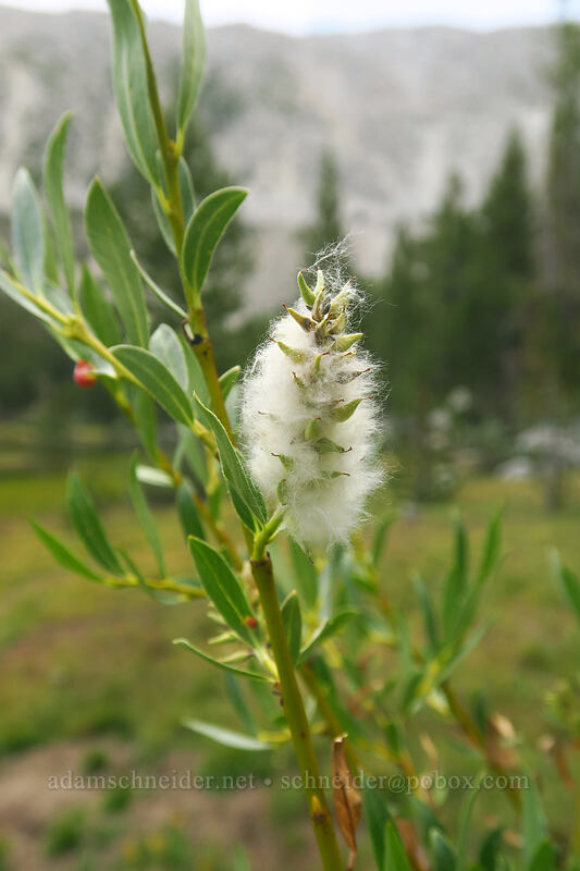 Sierra willow (Salix orestera) [Eastern Brook Lakes Trail, John Muir Wilderness, Inyo County, California]