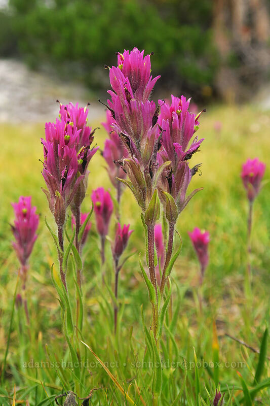 Lemmon's paintbrush (Castilleja lemmonii) [Eastern Brook Lakes Trail, John Muir Wilderness, Inyo County, California]