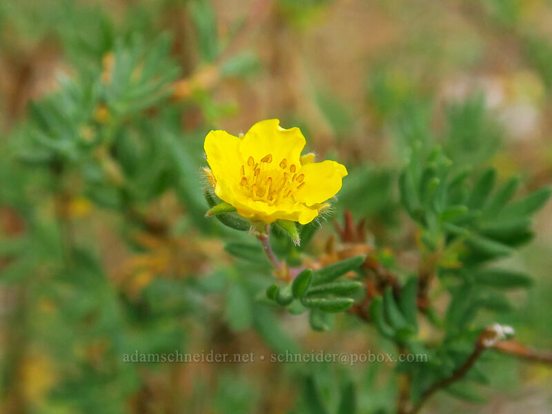 shrubby cinquefoil (Dasiphora fruticosa (Potentilla fruticosa)) [Eastern Brook Lakes Trail, John Muir Wilderness, Inyo County, California]