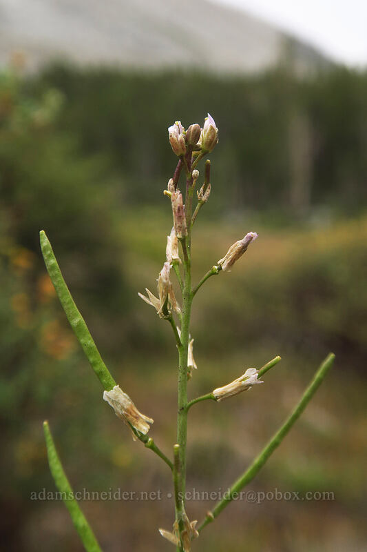 spreading-pod rock-cress (Boechera divaricarpa) [Eastern Brook Lakes Trail, John Muir Wilderness, Inyo County, California]