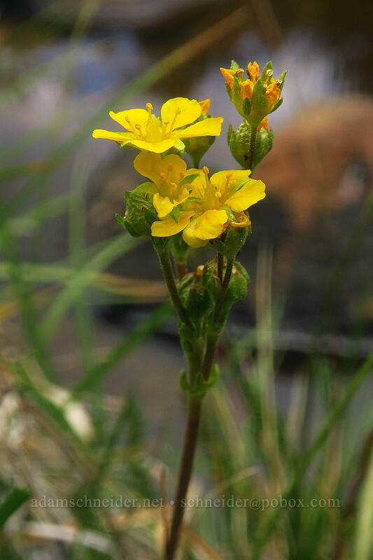 club-moss mouse-tail (Ivesia lycopodioides var. megalopetala (Potentilla lycopodioides var. megalopetala)) [Eastern Brook Lakes Trail, John Muir Wilderness, Inyo County, California]