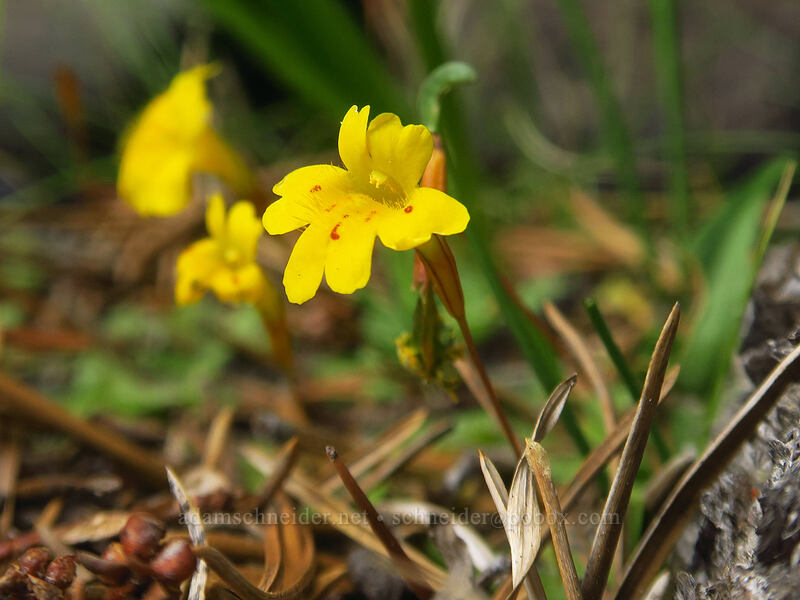 primrose monkeyflower (Erythranthe primuloides (Mimulus primuloides)) [Eastern Brook Lakes Trail, John Muir Wilderness, Inyo County, California]
