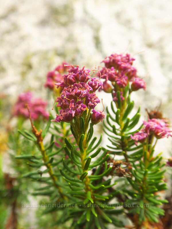 Brewer's (purple) mountain heather, fading (Phyllodoce breweri) [Little Lakes Valley, John Muir Wilderness, Inyo County, California]