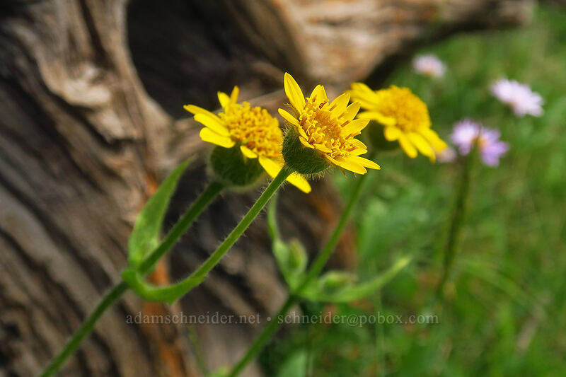 arnica (Arnica sp.) [Mack Lake, John Muir Wilderness, Inyo County, California]