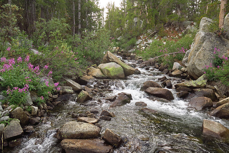 Rock Creek & fireweed (Chamerion angustifolium (Chamaenerion angustifolium) (Epilobium angustifolium)) [Rock Creek, John Muir Wilderness, Inyo County, California]