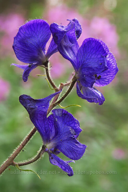 monkshood (Aconitum columbianum) [Rock Creek, John Muir Wilderness, Inyo County, California]