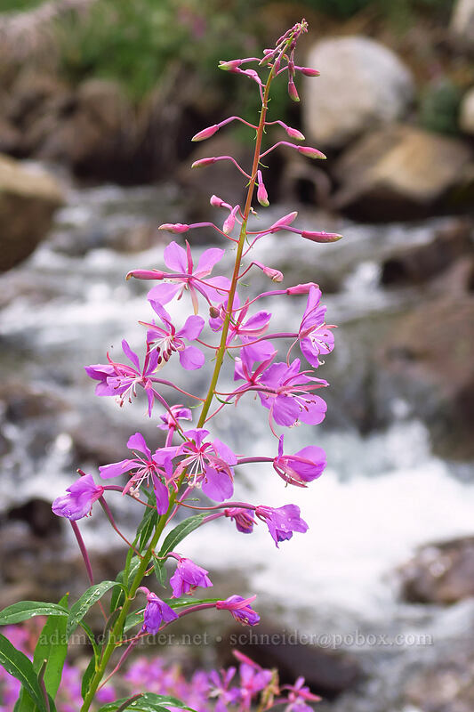 fireweed (Chamerion angustifolium (Chamaenerion angustifolium) (Epilobium angustifolium)) [Rock Creek, John Muir Wilderness, Inyo County, California]