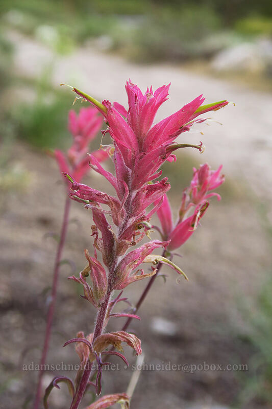 narrow-leaved paintbrush, magenta form (Castilleja linariifolia) [Little Lakes Trail, John Muir Wilderness, Inyo County, California]
