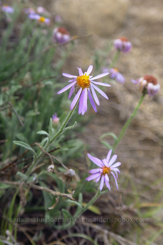 Clokey's fleabane (Erigeron clokeyi) [Little Lakes Trail, John Muir Wilderness, Inyo County, California]