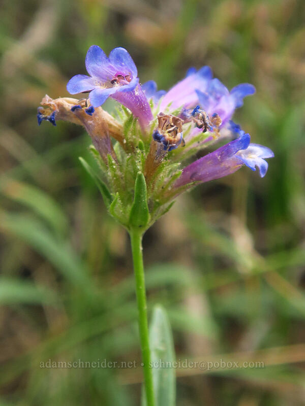 Sierra penstemon (Penstemon heterodoxus) [Little Lakes Trail, John Muir Wilderness, Inyo County, California]