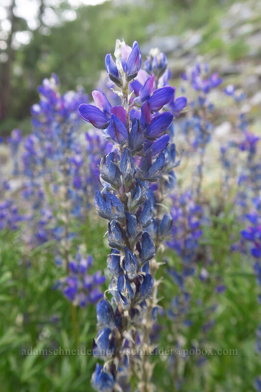 clustered/crowded lupine (Lupinus lepidus var. confertus (Lupinus confertus)) [Little Lakes Trail, John Muir Wilderness, Inyo County, California]