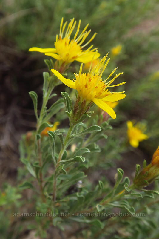 single-head golden-bush (Ericameria suffruticosa (Haplopappus suffruticosus)) [Little Lakes Trail, John Muir Wilderness, Inyo County, California]