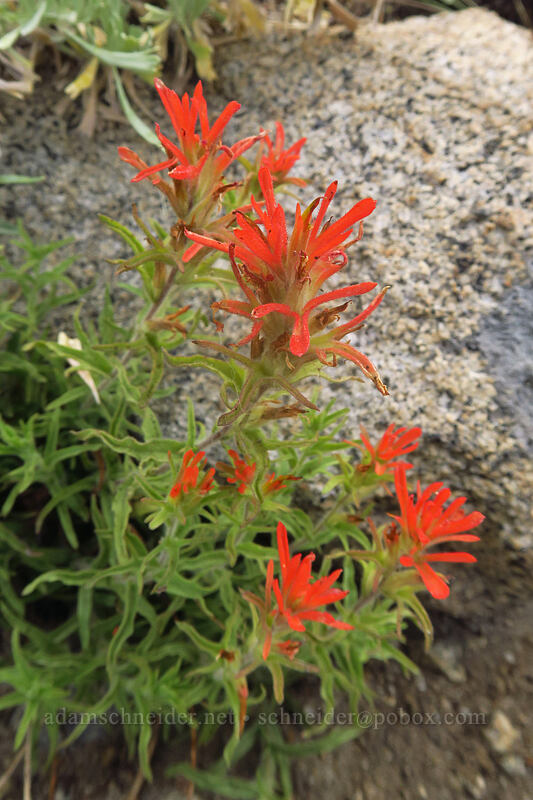 wavy-leaf paintbrush (Castilleja applegatei) [Little Lakes Trail, John Muir Wilderness, Inyo County, California]
