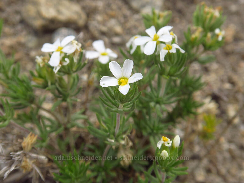 Nuttall's linanthus (Leptosiphon nuttallii ssp. pubescens (Linanthus nuttallii ssp. pubescens)) [Little Lakes Trail, John Muir Wilderness, Inyo County, California]
